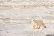 POLAR BEARS OF HUDSON BAY